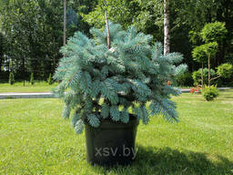 Ель колючая Глаука Глобоза (Picea pungens Glauca Globosa). ..