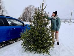 Ель обыкновенная новогодняя (срез)