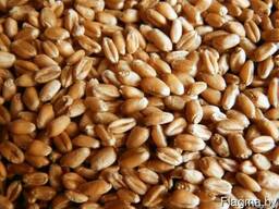 Элитные семена Ячмень Овес