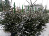 Живая елка Минск