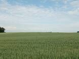 Эмиль КВС, Озимая пшеница - фото 1