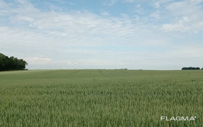 Эмиль КВС, Озимая пшеница