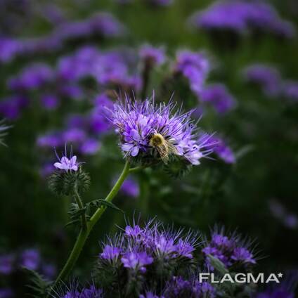 Фацелия СЕМЕНА