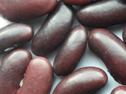 Фасоль красная, сорт Red Kidney