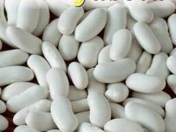 Фасоль Пекны Джас зерновая 20г. "Lobelia II" (семена)