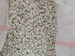 Фасоль продовольственная