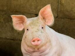 Фермерское мясо, свинина