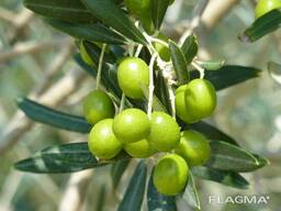 Фитобиотик "Олитан" Инновационное решение по сокращению падежа КРС.