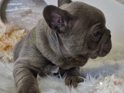 Французский бульдог в голубом окрасе