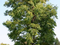 Гимнокладус двудомный, бундук канадский, кентуккийское кофейное дерево Gymnoclаdus diоicus