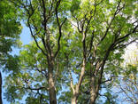 Гимнокладус двудомный, бундук канадский, кентуккийское кофейное дерево Gymnoclаdus diоicus - фото 1