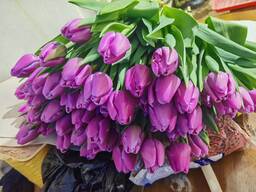 Голландские тюльпаны к 8 Марта (Опт, розница)