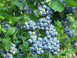 Голубика садовая