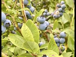 Голубика садовая