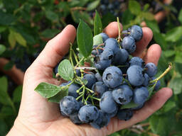 Голубика саженцы. Сорт Дюк. 2-х летние.