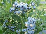Голубика саженцы. Сорт Эллиот. 2-х летние. - фото 3