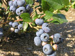 Голубика саженцы. Сорт Патриот. 2-х летние. - фото 1