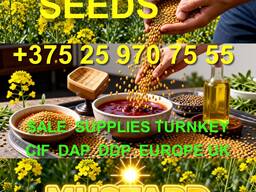 Mustard Seeds Sale Supplies turnkey DAP DDP Europe UK from Poland company - BUY NOW!