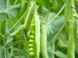 Горох посевной РС-1