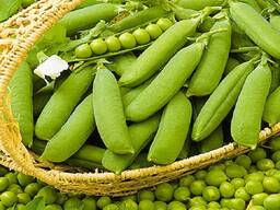 Горох посевной Тип, Эсо , РС-1