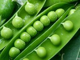 Горох семенной "Стартер"