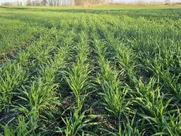 Готовый агробизнес в Гродненской области