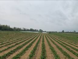 Участок с жилым домом. Голубика садовая