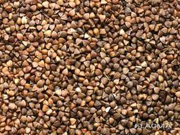 Гречиха сорт КУПАВА, элита