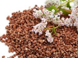 Гречиха "Сапфир, Альфа, Менка" С/Э, Элита, РС-1, РС-2