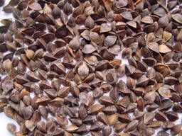 Гречка, Дикуль 2 реп-ция