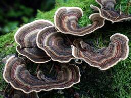 Гриб Трутовик многоцветный (Trametes versicolor)