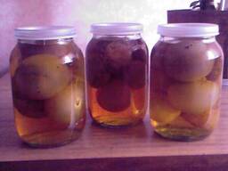 Гриб веселка