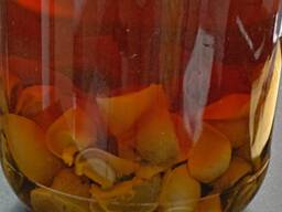 Настойка гриба веселка