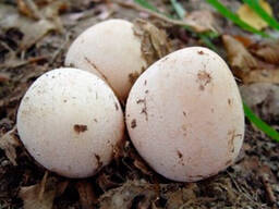 Гриб Весёлка 2026