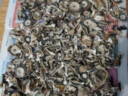 Гриб Весёлка Урожай 2025