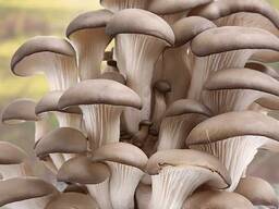Грибы вешенка