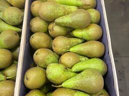 Груша 2 сорта