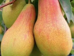 Груша «Алматинка»