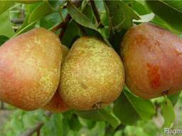 Груша из Беларуси