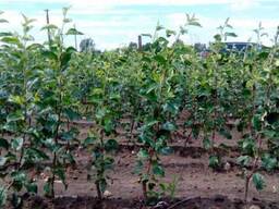 Груши саженцы