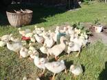 Гусята, цыплята - фото 5