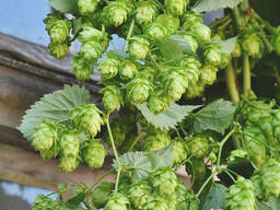 Хмель чешский сорт "Бобек". Шишки и ризома, черенки.