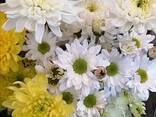 Хризантема букетная, бакарди, зембля - фото 1