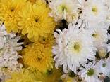 Хризантема букетная, бакарди, зембля - фото 3