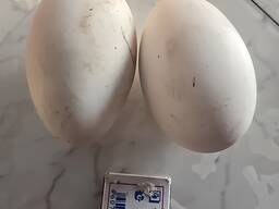 Инкубационное яйцо