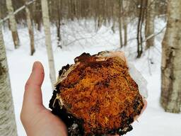 Ищем экспортеров гриба ЧАГА.