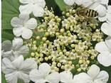 Калина Трехлопастная Саженец ЗКС 2 года, (морозостойкая, медонос, живая изгородь) - фото 3