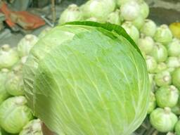 Капуста белокачанная