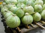 Капуста белокачанная - фото 2