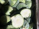 Капуста белокачанная - фото 2